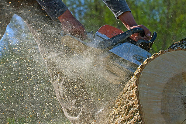 Man cuts a fallen tree, dangerous work.